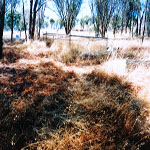 Jumperdine Cemetery Toodyay