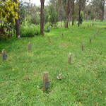 Plantagenet Gravemarkers