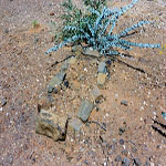 Croydon Goldfield Cemetery