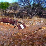 WISEMAN John Campbell