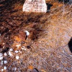 SWEENEY Doris Georgina