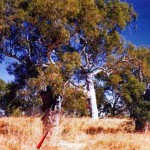 Mt Dockrell Looma Stn south of Halls Creek