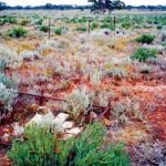 Mt Jackson Station Cemetery