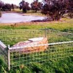 Round Swamp Tenterden