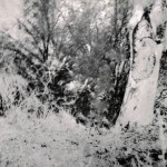 Meekatharra district 