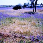 Yarragadee Station Mingenew
